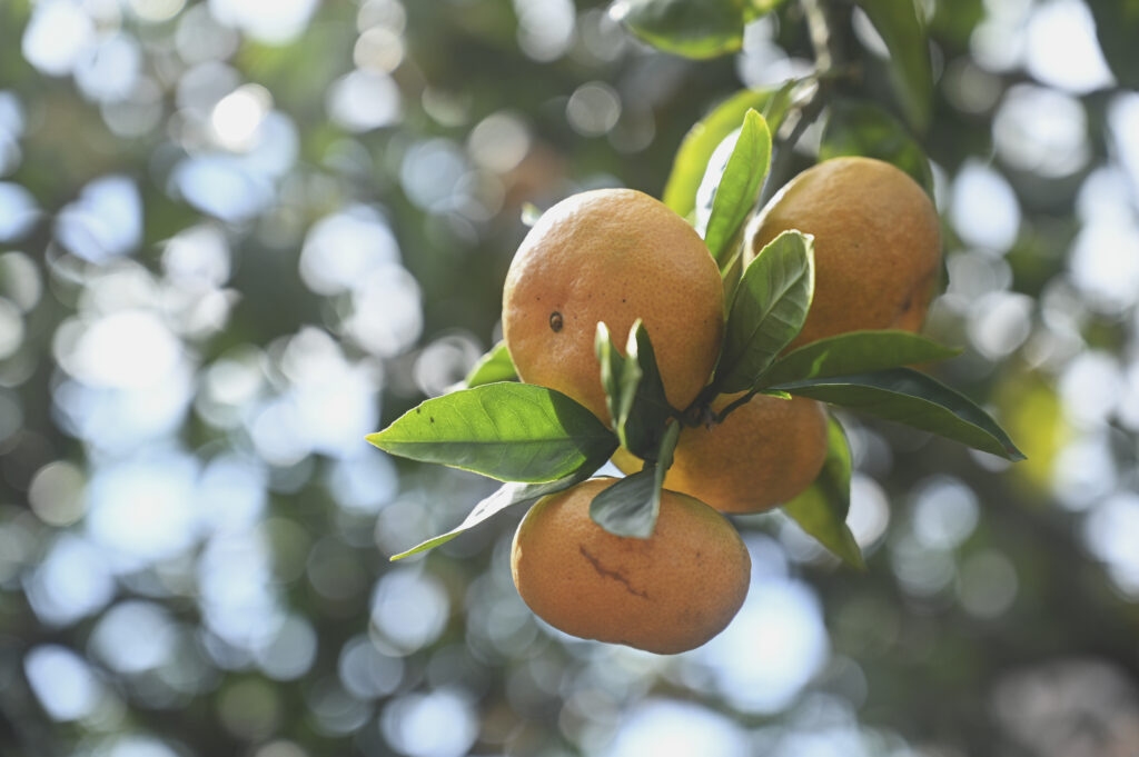 新品種の開発・導入