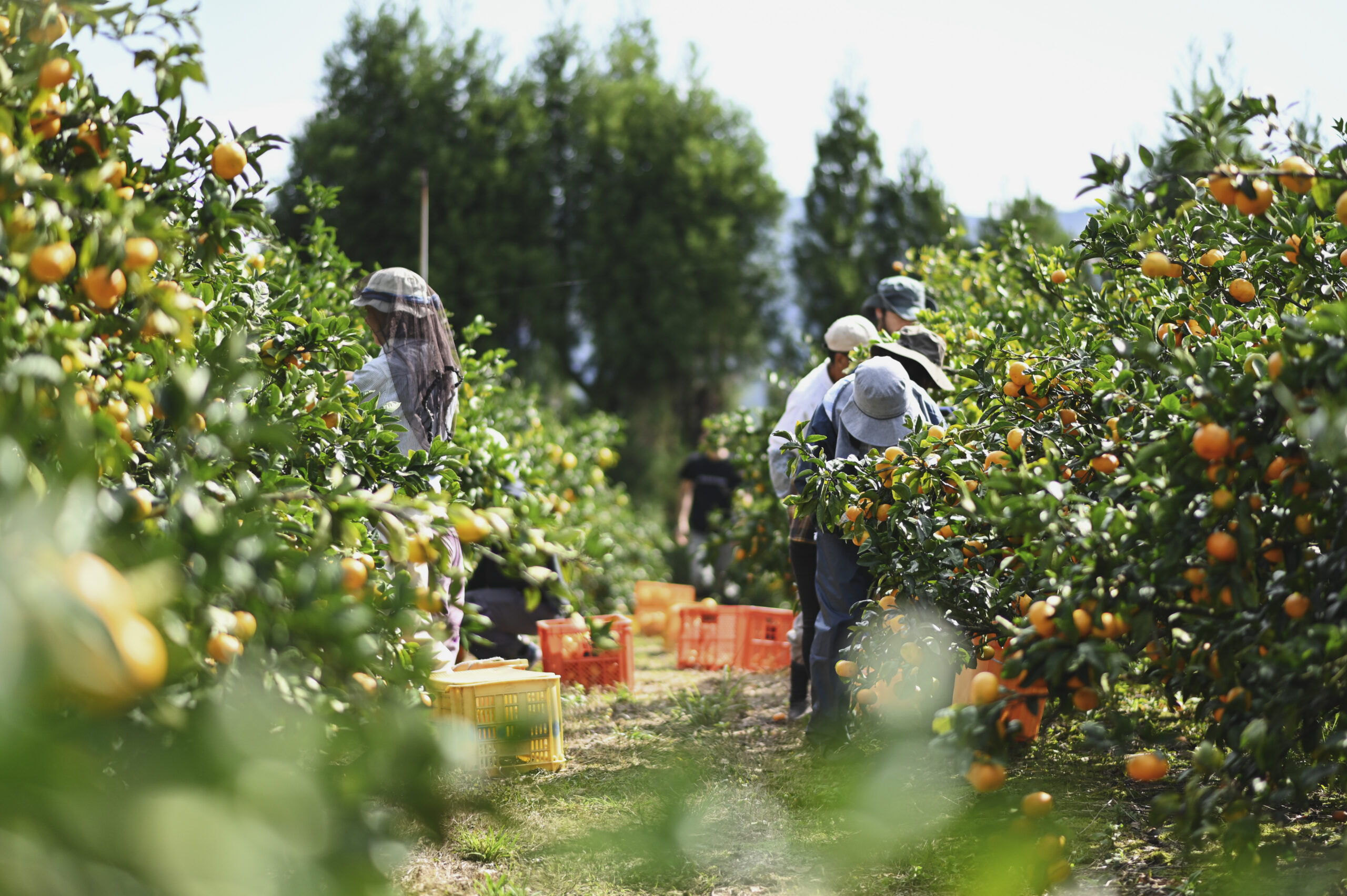 みかん輸出コンソーシアム