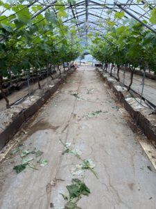 根域制限栽培で省力化＆生産量UP