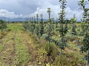 りんご大規模省力的な生産・流通体系を確立するためのコンソーシアム