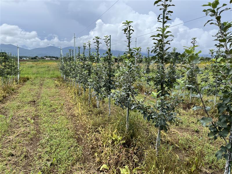 りんご大規模省力的な生産・流通体系を確立するためのコンソーシアム