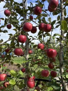 りんご高密植栽倍省力化及び生産安定体系確立コンソーシアム