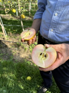 きになるりんご