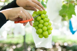 グルーバルぶどう