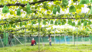 経営の多角化を目指し果樹栽培参入へ。人気スイーツメーカーの挑戦